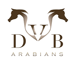 VDB Arabians