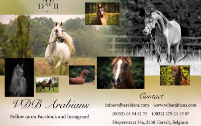 New VDB Arabians Flyerdesign