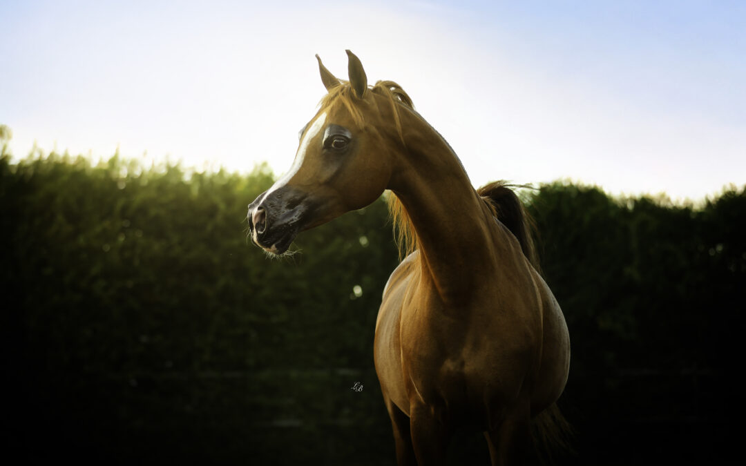 VDB Qatar’s Ra’ana