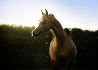 VDB Qatar’s Ra’ana